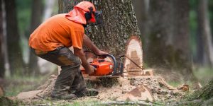 What is the Cheapest Time of Year for Tree Removal?