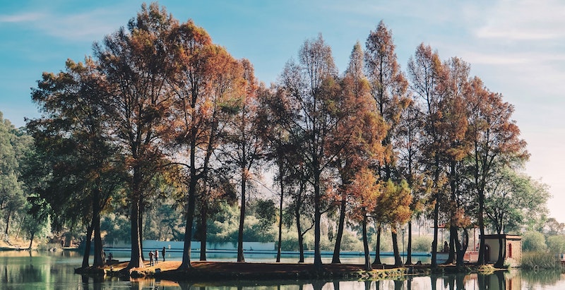 Types Of Trees For The Yard